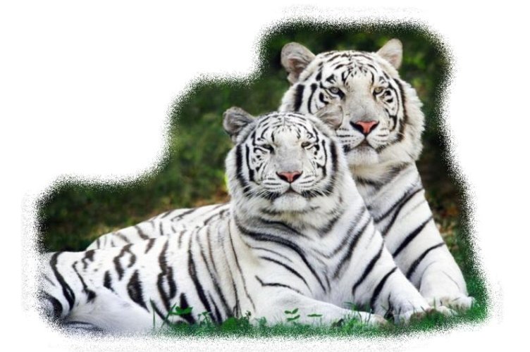 tigre tigre.jpg, 68 kB